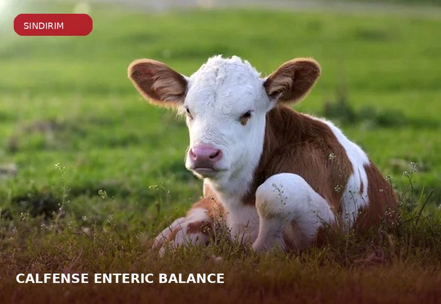 CALFENSE® ENTERIC BALANCE ürün grubu için çiftlik hayvanı görseli