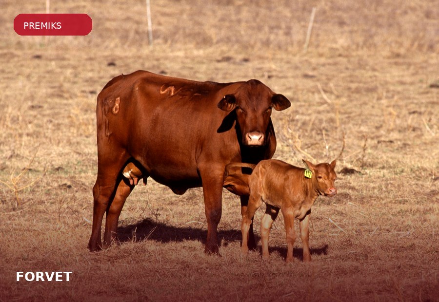 FORVET® ürün grubu için çiftlik hayvanı görseli