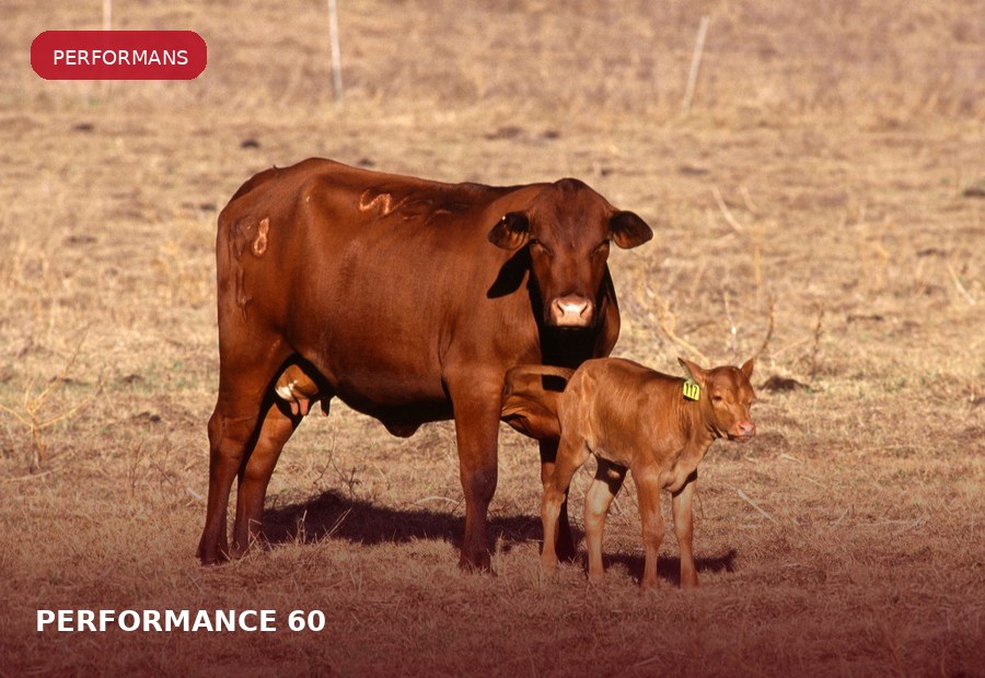 PERFORMANCE® 60 ürün grubu için çiftlik hayvanı görseli