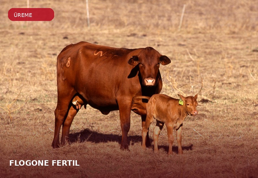 FLOGONE® FERTIL ürün grubu için çiftlik hayvanı görseli