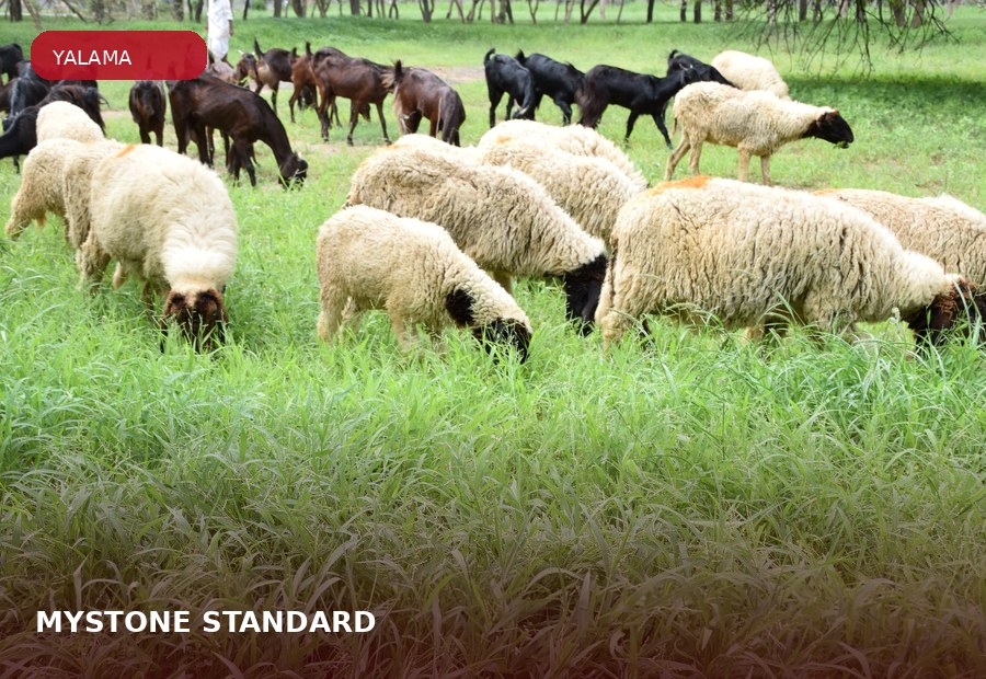 MYSTONE® STANDARD ürün grubu için çiftlik hayvanı görseli
