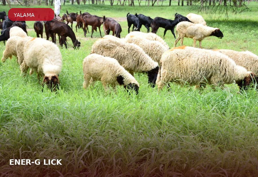 ENER-G® LICK ürün grubu için çiftlik hayvanı görseli