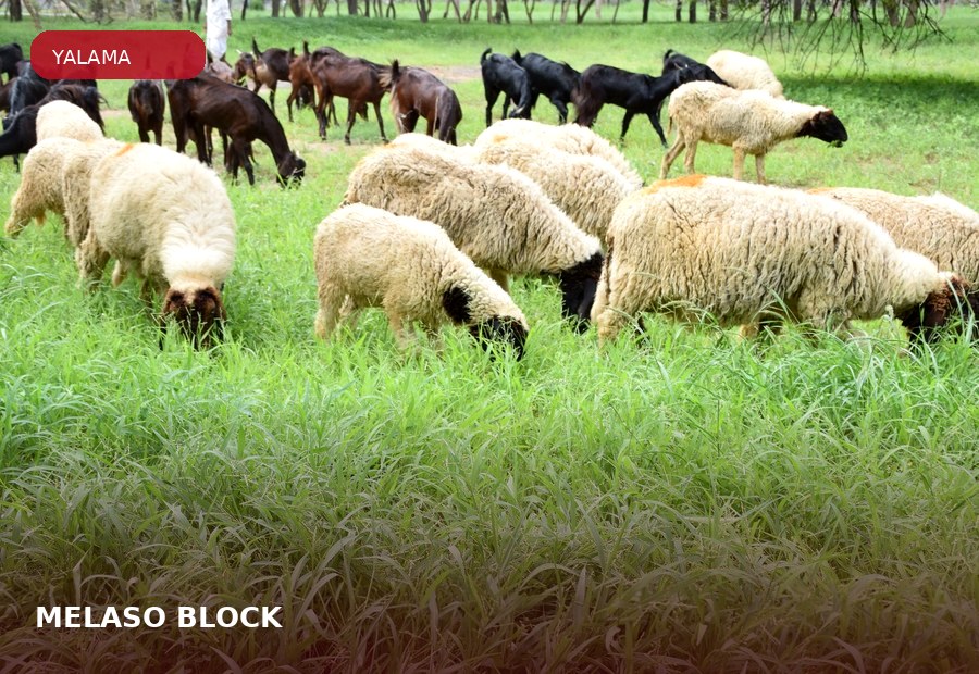 MELASO® BLOCK ürün grubu için çiftlik hayvanı görseli