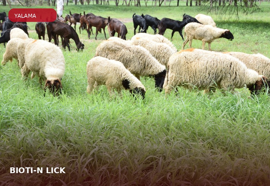 BIOTI-N® LICK ürün grubu için çiftlik hayvanı görseli