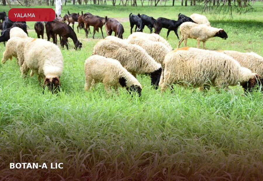 BOTAN-A® LIC ürün grubu için çiftlik hayvanı görseli