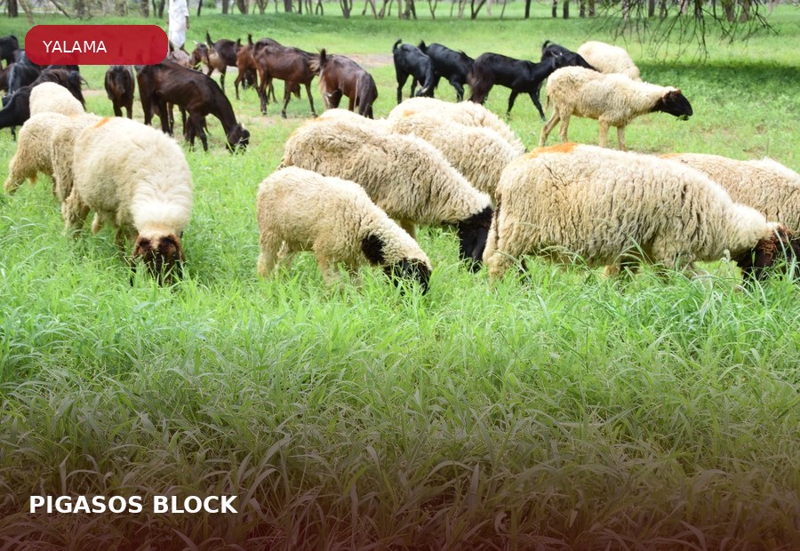 PIGASOS® BLOCK ürün grubu için çiftlik hayvanı görseli