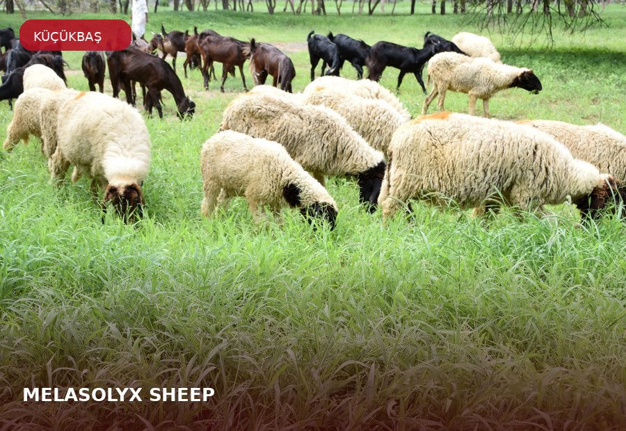 MELASOLYX® SHEEP ürün grubu için çiftlik hayvanı görseli