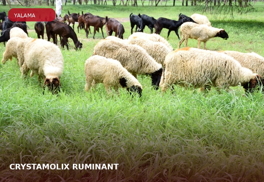 CRYSTAMOLIX® RUMINANT ürün grubu için çiftlik hayvanı görseli