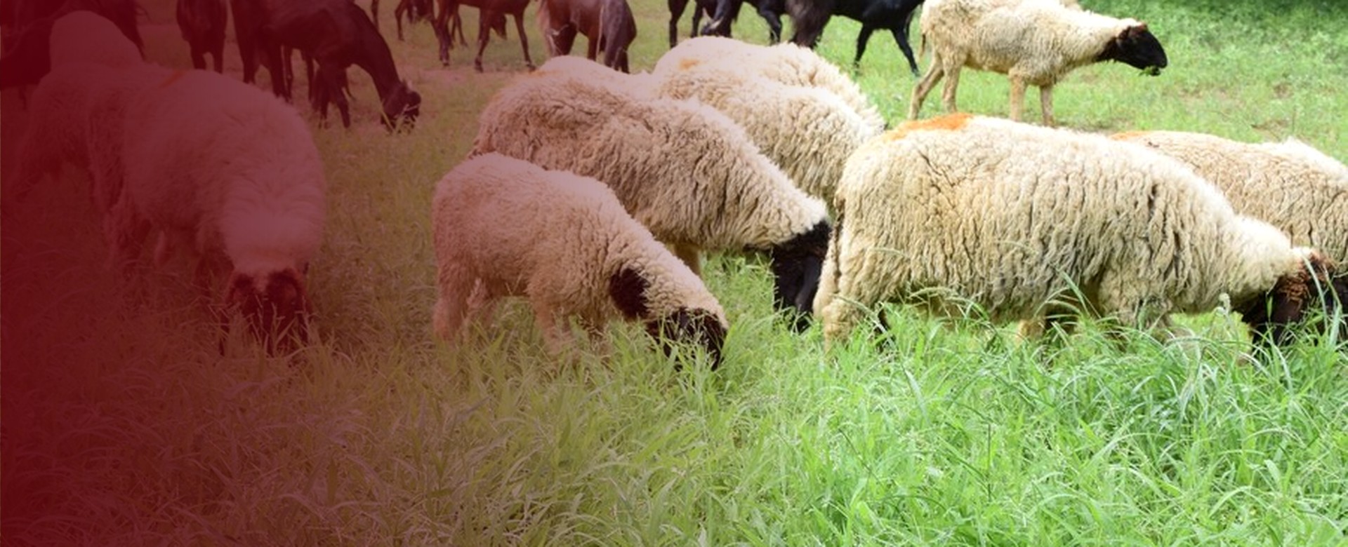 Merada beslenen koyun ve keçi sürüsü fotoğrafı